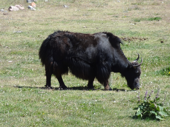 Yak - Tajikistan